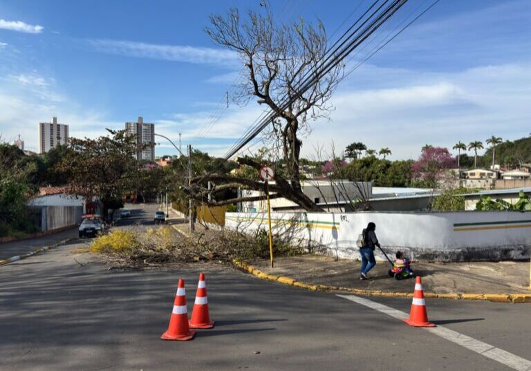CAPA Vendaval derruba árvore e deixa moradores sem energia CAPA Vendaval derruba árvore e deixa moradores sem energia