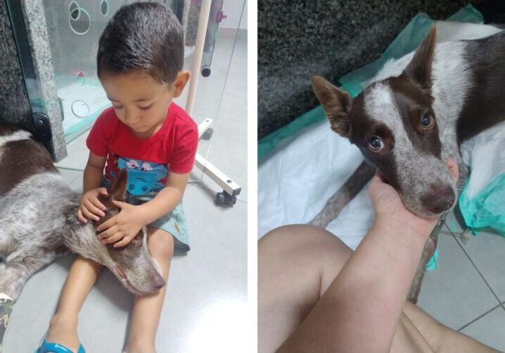 CachorroEnvenenado2 Duque, uma das vítimas, se recupera em uma clínica veterinária. Foto: redes sociais.