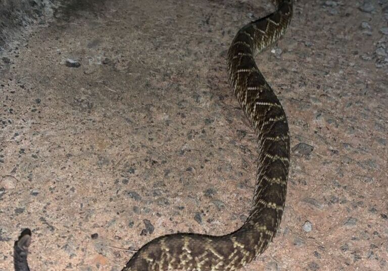 Cobra cascavel é encontrada em área de lazer tomada pelo mato no Recanto Universitário