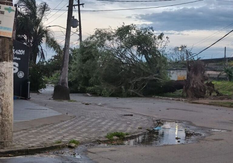 Ciclone extratropical traz risco para queda de árvores, destelhamentos e danos em estruturas. Fotos: Defesa Civil de SP