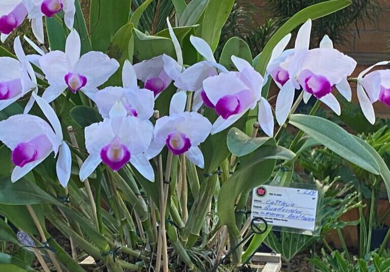 Orquidea