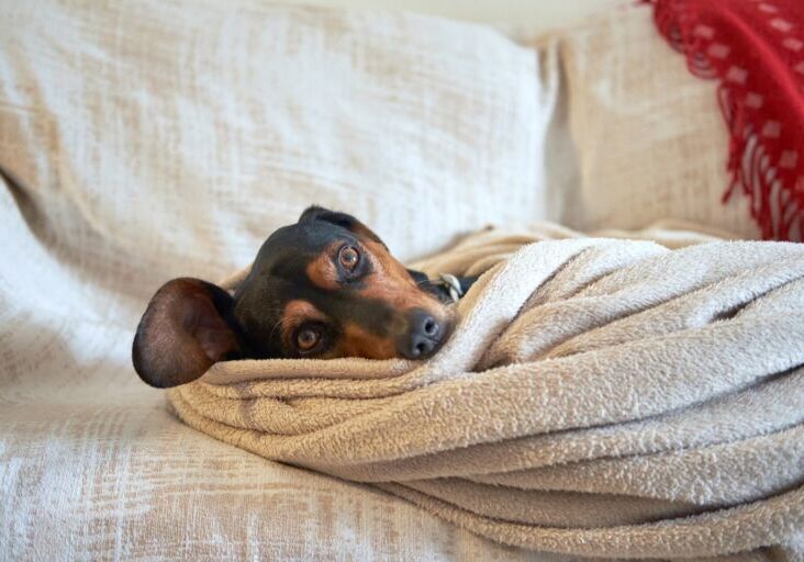 Greek hound dog tucked comfortably under the towel